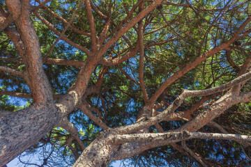 Low angle view on two maritime pines joined together, like in a hug. Copy space.