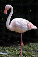 Portrait of greater flamingo with feather pinkish white
