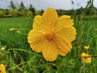 Yellow flowers that thrive