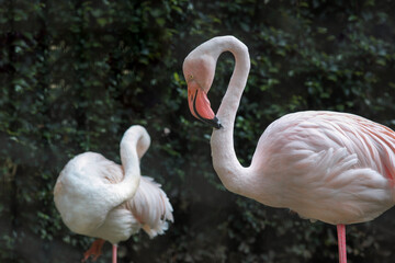 Two big bird greater flamingo in the jungle 
