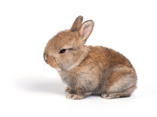 Fototapeta premium Brown adorable baby rabbit on white background