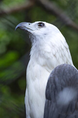 Close up of beautiful white eagle with black wing