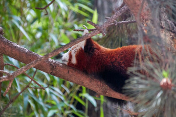 red panda, lat Ailurus, from the side, lies asleep on a branch