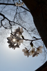sun shining through sakura blossoms