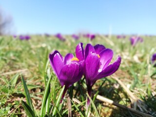 purple crocus beautiful meadow in spring with sunlight