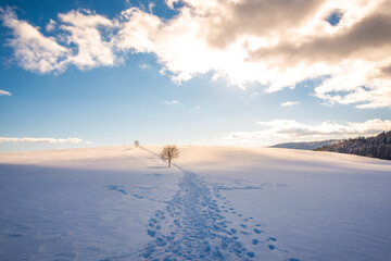 Winterwanderweg am Herrischrieder Bühl