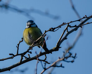 Blue Tit perched in a bare tree, looking directly at the camera