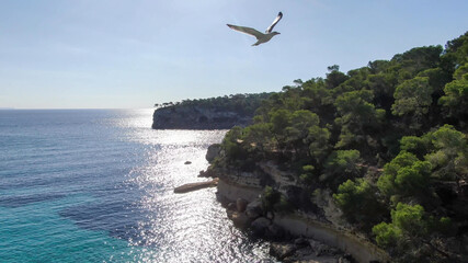 Seagull flying  over the sea on a beach of Mallorca.  Concept of bird, nature and wildlife.