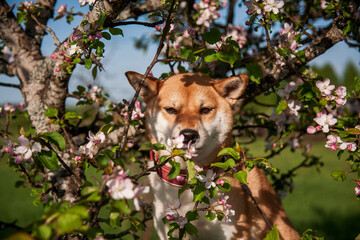 Cute dog on a background of colorful flowers. Shiba Inu looks out from behind the flowering branches of an apple tree. Spring portrait of a dog. A cheerful dog sits on a tree