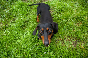 Portrait of a dog.cute dog.Dachshund looks at the camera.