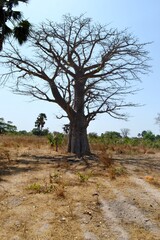 Baobab in Gambia