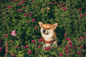 Cute dog on a background of colorful flowers.Cute Pets.Spring portrait of a dog.Shiba Inu sits on a background of clover flowers