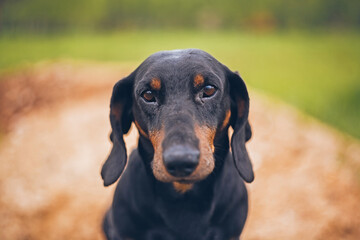 Dachshund looks at the camera.Portrait of a dog.cute dog