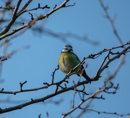 Blue Tit perched in a bare tree, looking slightly away from the camera