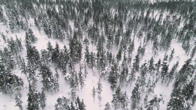 Winter Mountain Landscape With Snow Covered Trees During Winter In Lapland, Finland - aerial shot