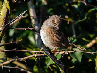 Dunnock in a hedge looking down slightly, with the sun on it's side.