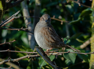 Dunnock looking at the camera, perched in a hedge. The bird appears to look very friendly. 