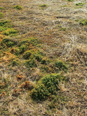 冬の朝の休耕地風景
