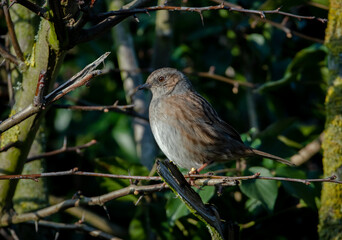 Dunnock (hedge sparrow) perched in a hedge