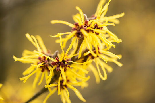 Bl&uuml;ten der Zaubernuss im Fr&uuml;hling