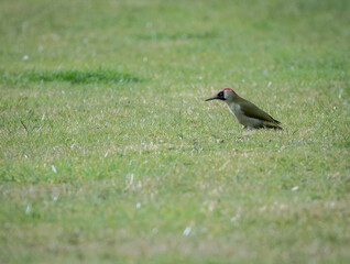 Green woodpecker in some grass, looking slightly down. 