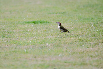 Green woodpecker looking up from grass