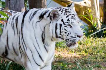 white tiger in closeup with open mouth among vegetation