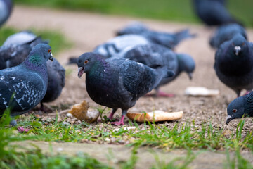 A group of standard blue pidgeons fighting over a piece of bread, being fed by the locals in a public park in London. Trying to survive the cold winter