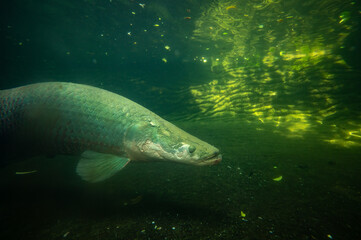 Arapaima gigas fish under water