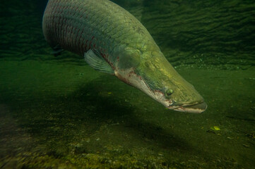 Arapaima gigas fish under water
