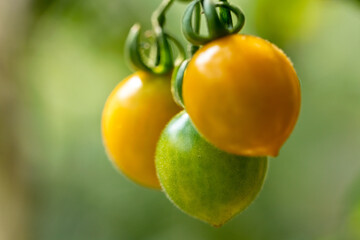 fresh colorful small cherry tomato