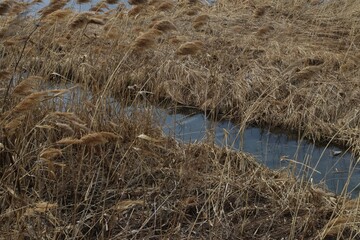 a trickle among the reeds