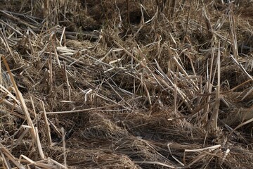 dry reed grass
