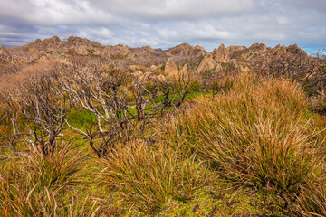 Beautiful, scenic ,bushland, around Sarah Anne Rocks.  Tarkine Coast. Arthur Pieman Conservation...