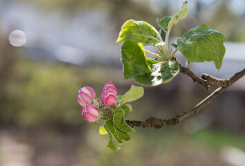 A branch of a blossoming apple tree with flowers on a background of a garden and a blue sky.