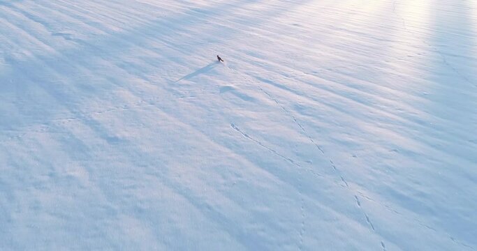 An aerial of a Red fox (Vulpes vulpes) running on a snowy field. Shot on a sunny winter day in Estonia, Northern Europe.