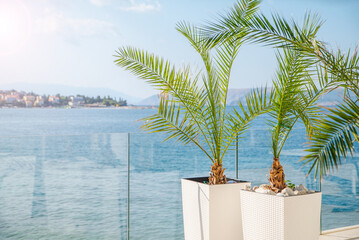 beautiful palm trees in white pots on the terrace by the sea in the sun.