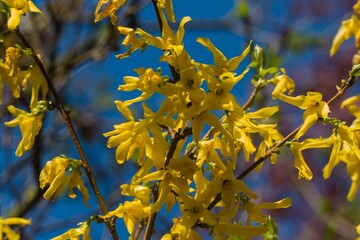 Forsythienblüten Makro