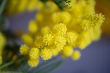 sfondo bokeh con primo pino di fiori di mimosa gialla