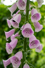 Delicate pale pink vertical Foxglove or Common Foxglove (also known as Lady's Glove) blooming in a green garden in summer 
