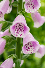 Delicate pale pink vertical Foxglove or Common Foxglove (also known as Lady's Glove) blooming in a green garden in summer 

