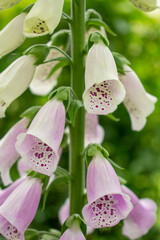 Delicate pale pink vertical Foxglove or Common Foxglove (also known as Lady's Glove) blooming in a green garden in summer 
