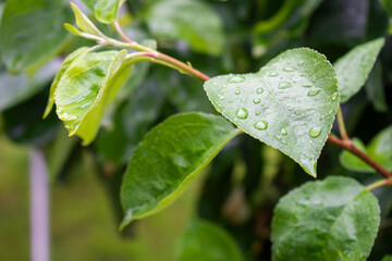 Wet fruit tree leaves in the warm rain in the summer or spring. Raindrops on the fresh green leaves in the garden or park or forest.