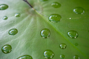 Wet water lily leaves in the warm rain in the summer or spring. Raindrops on the fresh green lily leaves in the koi pond or garden pool. 