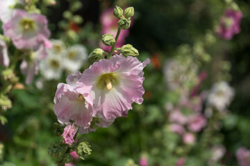 Hibiscus or other field flowers, beauty in nature