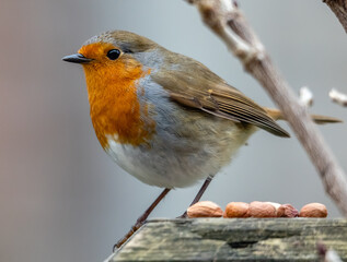robin feeding
