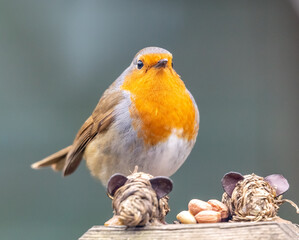 robin feeding