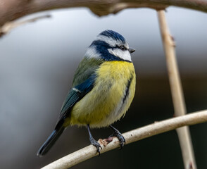 blue tit on a branch