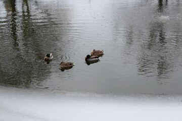 A close view of the ducks in the cold winter water.