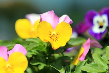 Colorful Pansies in the garden in spring